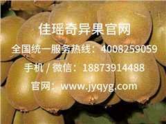 金圓獼猴桃